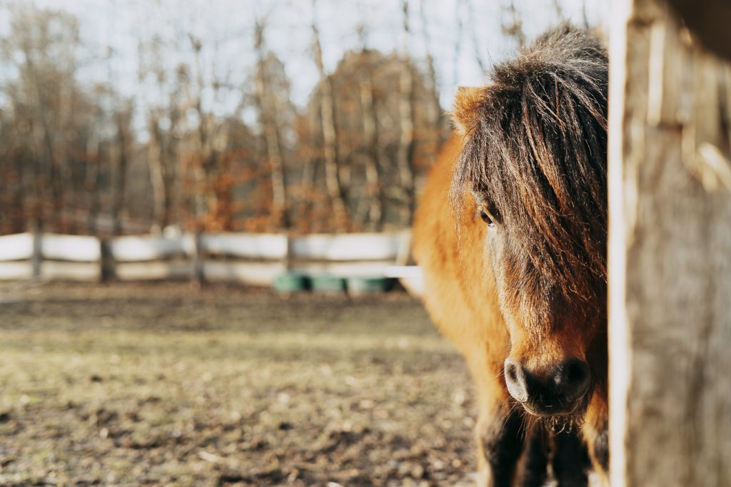 Shetland Pony Wildgehege Schwentinental Tierpark Raisdorf